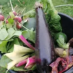 山林小屋 De Langenbrinck Eerlijk Heerlijk Overnachten In Blokhut En Ingerichte Tent Breedenbroek