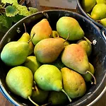 山林小屋 De Langenbrinck Eerlijk Heerlijk Overnachten In Blokhut En Ingerichte Tent Breedenbroek