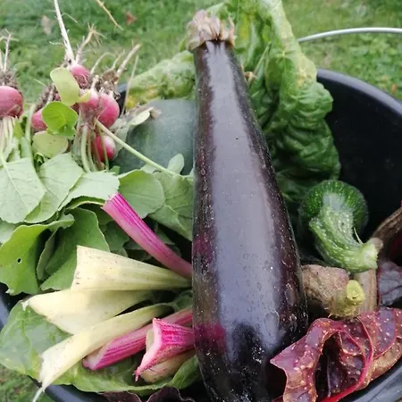 Chata De Langenbrinck Eerlijk Heerlijk Overnachten In Blokhut En Ingerichte Tent Breedenbroek
