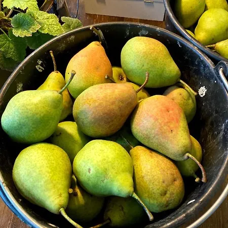 Orman Evi De Langenbrinck Eerlijk Heerlijk Overnachten In Blokhut En Ingerichte Tent Breedenbroek