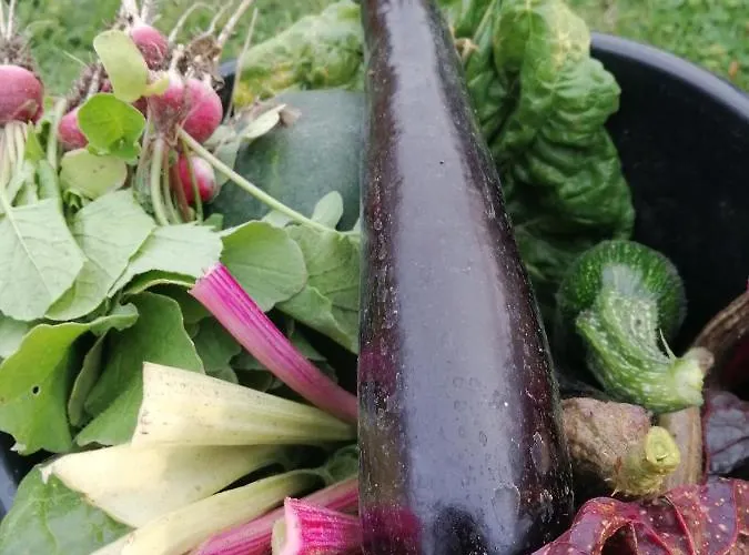 بيت خشبي De Langenbrinck Eerlijk Heerlijk Overnachten In Blokhut En Ingerichte Tent Breedenbroek