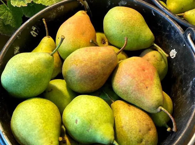 بيت خشبي De Langenbrinck Eerlijk Heerlijk Overnachten In Blokhut En Ingerichte Tent Breedenbroek