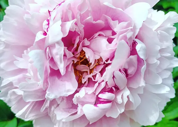 De Langenbrinck Eerlijk Heerlijk Overnachten In Blokhut En Ingerichte Tent *